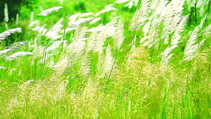 식물 계절 공원 꽃 백그라운드 잎 겨울 밭 자연 하늘 바람 산 씨앗 사람없음 야외 초록색 파란색 농장 갈색 환경 정원 벚꽃 흰색 나뭇가지 시골 신선 잡초 숲 언덕 그네 내추럴 사탕수수 MP4 해외동영상 클립영상 자연요소 나무 공공시설 컬러 농업 날씨 생태계 동영상 파일형식