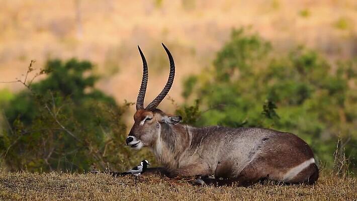 동물 남자 야생동물 포유류 아프리카 자연 뿔 국립공원 사람없음 야외 관광지 눕기 황무지 보호 먹기 사파리 영양 남아프리카 보츠와나 보호구역 웅장함 크루거 MOV 해외동영상 클립영상 공원 나라 여행 컨셉 모션 사람 생태계 동영상 남아프리카공화국 구역 파일형식