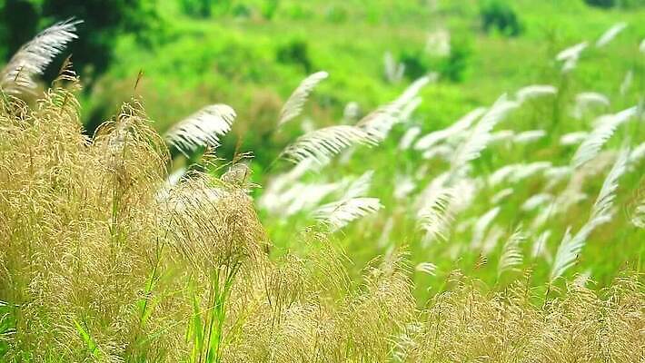 식물 계절 공원 꽃 백그라운드 잎 겨울 밭 자연 하늘 바람 산 씨앗 사람없음 야외 초록색 파란색 농장 갈색 환경 정원 벚꽃 흰색 나뭇가지 시골 신선 잡초 숲 언덕 그네 내추럴 사탕수수 MP4 해외동영상 클립영상 자연요소 나무 공공시설 컬러 농업 날씨 생태계 동영상 파일형식