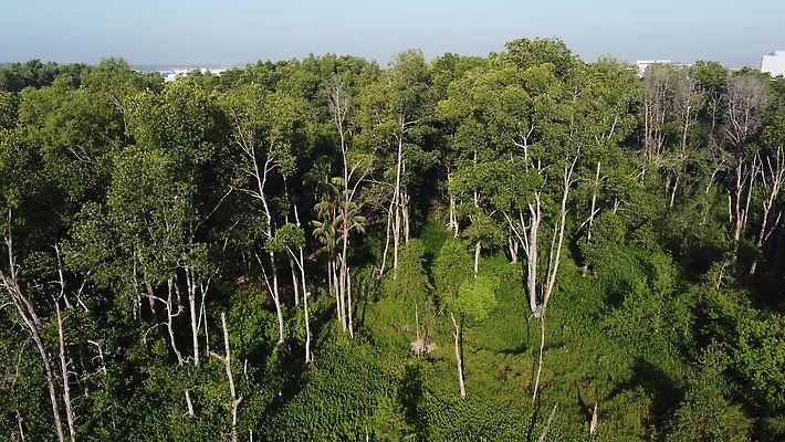 나무 식물 공원 산업 단풍 공장 안테나 풍경 사람없음 야외 건물 가로 초록색 숲 수도권 조감도 4K MP4 해외동영상 클립영상 건축물 공공시설 컬러 잎 통신 공업 지역 동영상 파일형식