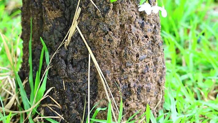 나무 동물 야생동물 곤충 백그라운드 패턴 자연 표면 노동자 주택 사람없음 야외 목재 물 갈색 성당 정원 흙 손상 흰색 거친 그룹 황무지 터널 닫기 해충 벌레 둥지 떨어짐 숲 큼 언덕 부식 질감 개미 병정 내추럴 수목 식민지 썩음 MP4 해외동영상 클립영상 자연요소 식물 직업 길 컬러 컨셉 무늬 재료 종교건축 모션 건물 크기 생태계 동영상 파일형식