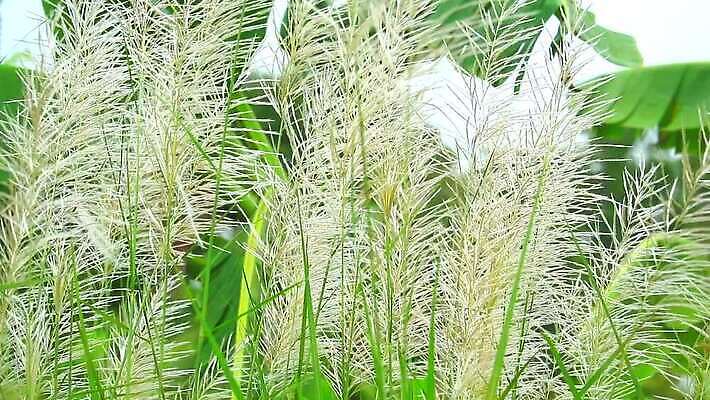 식물 계절 공원 꽃 백그라운드 잎 겨울 밭 자연 하늘 바람 산 씨앗 사람없음 야외 초록색 파란색 농장 갈색 환경 정원 벚꽃 흰색 나뭇가지 시골 신선 잡초 숲 언덕 그네 내추럴 사탕수수 MP4 해외동영상 클립영상 자연요소 나무 공공시설 컬러 농업 날씨 생태계 동영상 파일형식