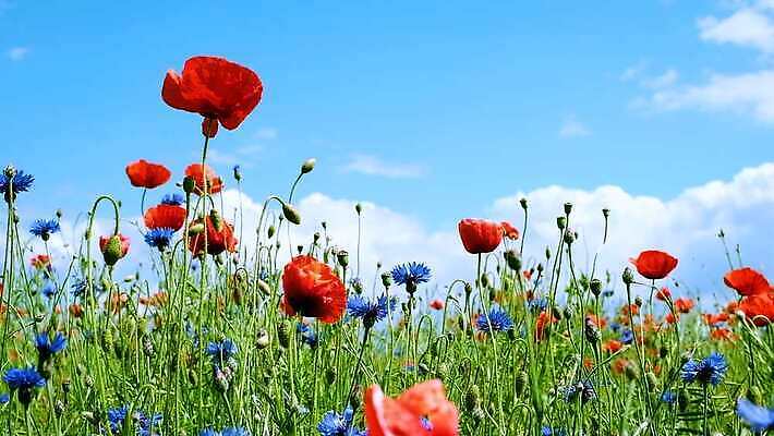 식물 계절 꽃잎 꽃 컬러 백그라운드 잎 꽃무늬 밭 농업 자연 하늘 바람 사람없음 야외 빨간색 초록색 파란색 컬러풀 햇빛 노란색 맑음 봄 벚꽃 시골 신선 개화 허브 흔들림 양귀비 수레국화 4K MOV 해외동영상 클립영상 자연요소 산업 무늬 모션 날씨 태양 생태계 동영상 파일형식