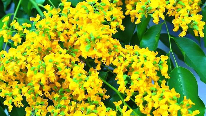 나무 식물 공원 꽃 아시아 잎 꽃무늬 오렌지 자연 사람없음 목재 초록색 노란색 정원 스파 봄 성장 벚꽃 나뭇가지 신선 개화 황금 묘사 질감 아로마 내추럴 버마 안다만 MP4 해외동영상 클립영상 계절 공공시설 나라 바다 컬러 무늬 과일 재료 생태계 동영상 파일형식