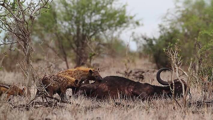 동물 야생동물 2 포유류 아프리카 자연 국립공원 웃음 사람없음 관광지 황무지 보호 먹기 사파리 남아프리카 보츠와나 보호구역 크루거 MOV 해외동영상 클립영상 공원 나라 여행 컨셉 모션 표정 생태계 동영상 남아프리카공화국 구역 파일형식