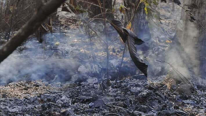 나무 태국 자연 산 건조 동양인 사람없음 야외 환경 손상 뜨거움 황무지 연기 호주 보호 야간 위험 열대우림 캘리포니아 가뭄 온도 브라질 내추럴 생태학 아마존 위기 재 재앙 화상 4K MOV 해외동영상 클립영상 자연요소 식물 교육 아시아 컨셉 날씨 인종 미국 남아메리카 오세아니아 상처 숲 생태계 동영상 파일형식