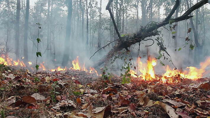 나무 자연 산 사람없음 야외 환경 손상 죽음 뜨거움 황무지 연기 보호 숲 열대우림 땅 장면 온도 브라질 내추럴 생태학 앙골라 재 재앙 카메룬 콩고 화상 MOV 해외동영상 클립영상 식물 교육 나라 컨셉 아프리카 남아메리카 상처 생태계 동영상 파일형식