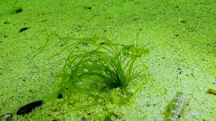 식물 바다 자연 표면 사람없음 초록색 물 바닷속 수중 해조류 생태계 내추럴 광합성 산화 생태학 소금물 4K 수중영상 MP4 해외동영상 클립영상 자연요소 교육 컬러 해양식물 동영상 파일형식