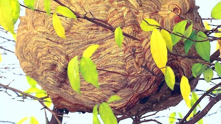 나무 동물 공원 종이 곤충 잎 날개 자연 지붕 매달리기 경비 사람없음 야외 초록색 여름 정원 봄 줄무늬 발코니 분노 나뭇가지 구멍 해충 벌레 둥지 말벌 위험 공격 벌 묘사 먼지 찌르기 벌집 내추럴 공격적 드론 소셜 식민지 MP4 해외동영상 클립영상 식물 계절 공공시설 감정 컬러 컨셉 무늬 모션 안전 보호 벌_곤충 생태계 동영상 파일형식