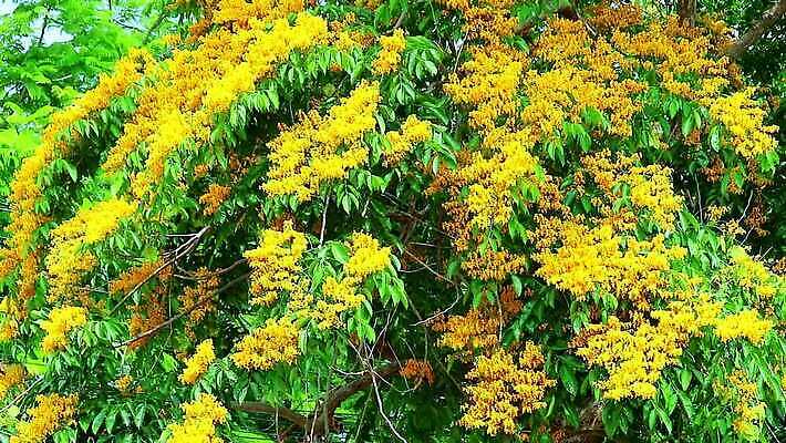 나무 식물 공원 꽃 아시아 잎 꽃무늬 오렌지 자연 사람없음 목재 초록색 노란색 정원 스파 봄 성장 벚꽃 나뭇가지 신선 개화 황금 묘사 질감 아로마 내추럴 버마 안다만 MP4 해외동영상 클립영상 계절 공공시설 나라 바다 컬러 무늬 과일 재료 생태계 동영상 파일형식