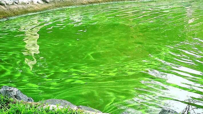 식물 호수 바다 컬러 백그라운드 패턴 자연 표면 생물 사람없음 야외 초록색 물 파란색 강 환경 젖음 성장 연못 잡초 해조류 오염 위험 불안 유기농 질감 생물학 간 시스템 박테리아 내추럴 생태학 끈적임 MP4 해외동영상 클립영상 자연요소 웰빙 교육 감정 컨셉 무늬 의학 장기_의학 해양식물 생태계 동영상 파일형식