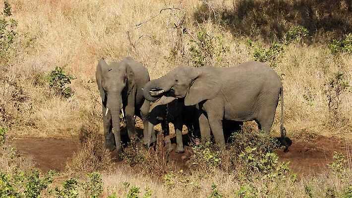 동물 음료 야생동물 포유류 모션 아프리카 자연 초식동물 코끼리 종류 사람없음 야외 물 마시기 그룹 황무지 보호 군중 갈증 사파리 클립 귀 멸종 서식지 동영상 내추럴 남아프리카 생태학 4K HD 크루거 MOV 해외동영상 클립영상 자연요소 교육 나라 컨셉 사람 신체부위 생태계 남아프리카공화국 파일형식