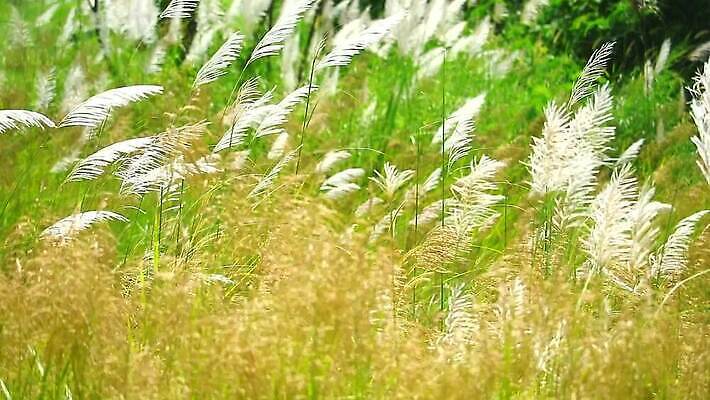 식물 계절 공원 꽃 백그라운드 잎 겨울 밭 자연 하늘 바람 산 씨앗 사람없음 야외 초록색 파란색 농장 갈색 환경 정원 벚꽃 흰색 나뭇가지 시골 신선 잡초 숲 언덕 그네 내추럴 사탕수수 MP4 해외동영상 클립영상 자연요소 나무 공공시설 컬러 농업 날씨 생태계 동영상 파일형식