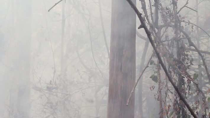 나무 자연 산 사람없음 야외 환경 손상 죽음 뜨거움 황무지 연기 보호 숲 열대우림 땅 장면 온도 브라질 내추럴 생태학 앙골라 재 재앙 카메룬 콩고 화상 MOV 해외동영상 클립영상 식물 교육 나라 컨셉 아프리카 남아메리카 상처 생태계 동영상 파일형식