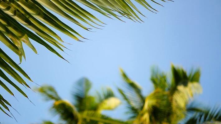 나무 식물 계절 아시아 바다 섬 여행 백그라운드 잎 패턴 태국 하늘 휴가 휴식 손바닥 풍경 사람없음 초록색 여름 빛 햇빛 뷰티 환경 정원 맑음 봄 나뭇가지 전원 뜨거움 숲 휴양지 질감 캘리포니아 코코넛 몰디브 내추럴 마이애미 이국적 파라다이스 MOV 해외동영상 클립영상 손 나라 컬러 컨셉 무늬 과일 날씨 태양 미국 장소 전기에너지 동영상 파일형식