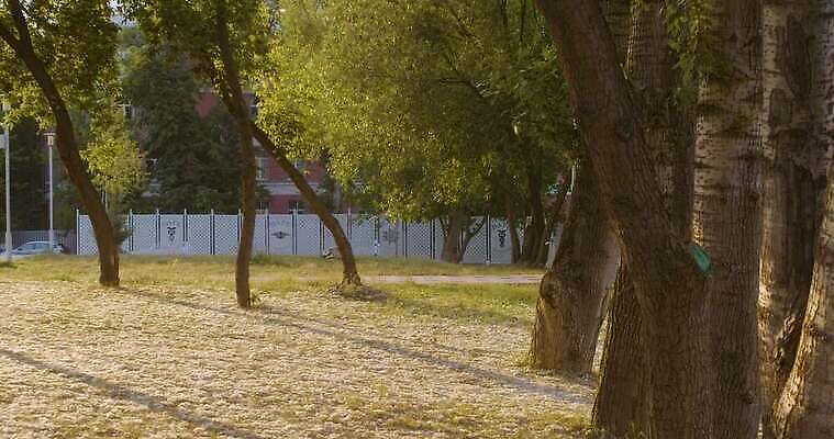 나무 식물 공원 백그라운드 컨셉 자연 주택 사람없음 야외 건물 초록색 빛 울타리 햇빛 태양 맑음 일몰 광선 신선 도시 저녁 에코 시티라이프 솜털 미루나무 4K MOV 해외동영상 클립영상 자연요소 라이프스타일 건축물 공공시설 컬러 날씨 담장 노을 환경 야간 생태계 동영상 파일형식