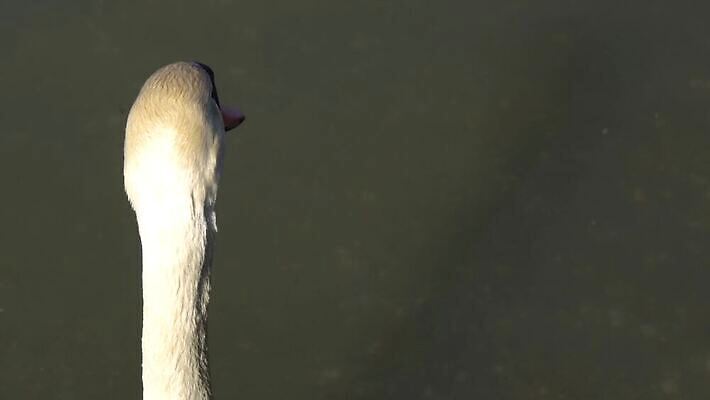 호수 야생동물 곡선 조류 사람없음 야외 물 강 머리 수영 흰색 연못 우아함 깃털 부리 백조 목 벙어리 4K MP4 해외동영상 클립영상 자연요소 동물 선 컬러 컨셉 신체부위 수상스포츠 동영상 파일형식