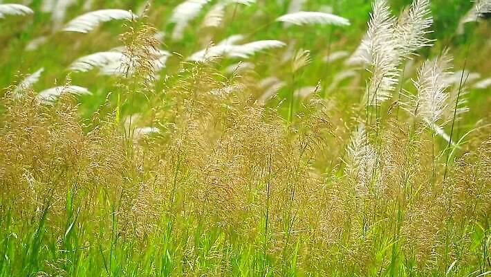 식물 계절 공원 꽃 백그라운드 잎 겨울 밭 자연 하늘 바람 산 씨앗 사람없음 야외 초록색 파란색 농장 갈색 환경 정원 벚꽃 흰색 나뭇가지 시골 신선 잡초 숲 언덕 그네 내추럴 사탕수수 MP4 해외동영상 클립영상 자연요소 나무 공공시설 컬러 농업 날씨 생태계 동영상 파일형식