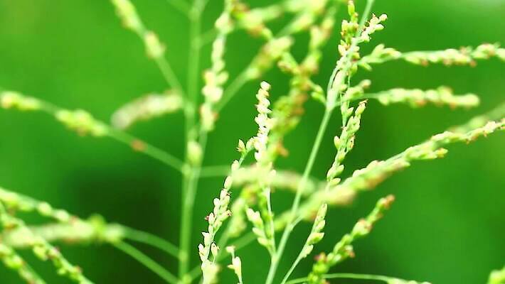 식물 계절 공원 꽃 백그라운드 잎 겨울 밭 자연 하늘 바람 산 씨앗 사람없음 야외 초록색 파란색 농장 갈색 환경 정원 벚꽃 흰색 나뭇가지 시골 신선 잡초 숲 언덕 그네 내추럴 사탕수수 MP4 해외동영상 클립영상 자연요소 나무 공공시설 컬러 농업 날씨 생태계 동영상 파일형식