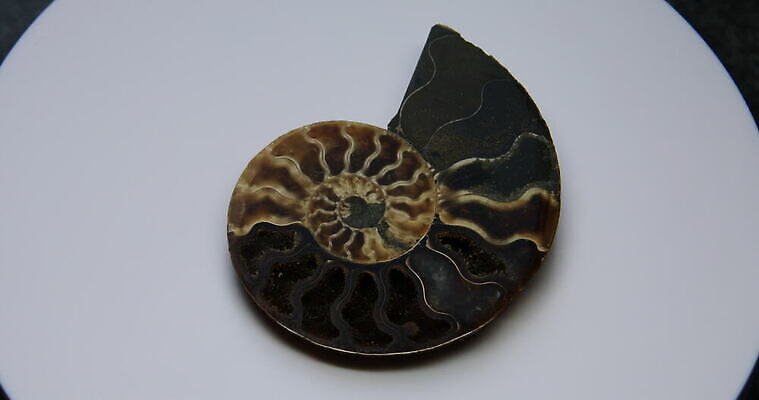 동물 야생동물 바다 자연 유물 생물 연체동물 독일 나선형 사람없음 반짝임 수영 골동품 껍질 역사 오브젝트 박물관 생물학 화석 고생물 판화 선사시대 내추럴 기간 동물상 지질학 쥬라기 4K MOV 해외동영상 클립영상 전통 교육 유럽 무늬 모션 무척추동물 미술 조형물 수상스포츠 생태계 동영상 파일형식