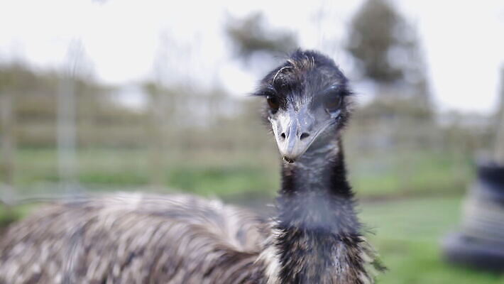 동물 응시 야생동물 백그라운드 밭 농업 자연 조류 영국 잉글랜드 사람없음 야외 목재 울타리 농장 머리 환경 금속 시골 깃털 먼지 진흙 밭일 절정 목가 배선 4K MOV 해외동영상 클립영상 나무 시선 유럽 산업 재료 재질 신체부위 담장 한자 생태계 동영상 파일형식