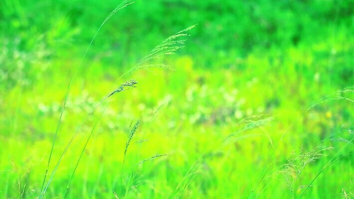 나무 식물 구름 계절 공원 꽃 컬러 밭 농업 자연 하늘 날씨 풍경 잔디 초원 사람없음 야외 초록색 여름 파란색 컬러풀 햇빛 태양 농장 환경 맑음 봄 활발 시골 신선 잡초 숲 땅 장면 내추럴 밭일 평야 수평선 MP4 해외동영상 클립영상 자연요소 공공시설 산업 컨셉 생태계 동영상 파일형식