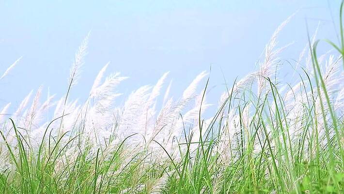 식물 계절 공원 꽃 백그라운드 잎 겨울 밭 자연 하늘 바람 산 씨앗 사람없음 야외 초록색 파란색 농장 갈색 환경 정원 벚꽃 흰색 나뭇가지 시골 신선 잡초 숲 언덕 그네 내추럴 사탕수수 MP4 해외동영상 클립영상 자연요소 나무 공공시설 컬러 농업 날씨 생태계 동영상 파일형식