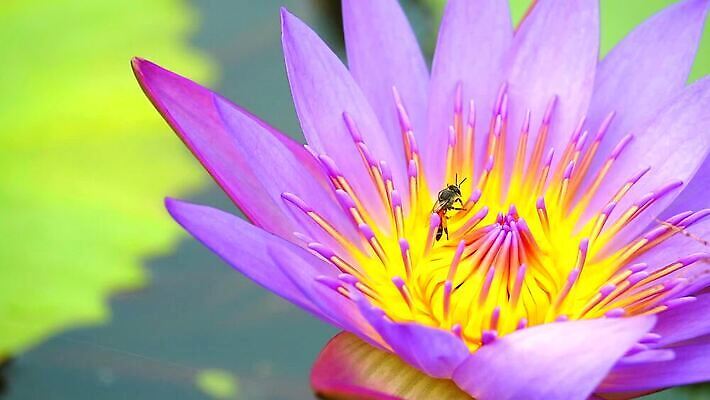 나무 식물 공원 꽃 아시아 잎 꽃무늬 오렌지 자연 사람없음 목재 초록색 노란색 정원 스파 봄 성장 벚꽃 나뭇가지 신선 개화 황금 묘사 질감 아로마 내추럴 버마 안다만 MP4 해외동영상 클립영상 계절 공공시설 나라 바다 컬러 무늬 과일 재료 생태계 동영상 파일형식