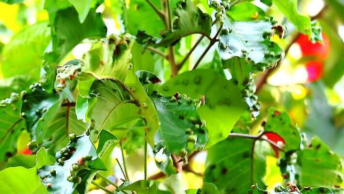 모양 식물 컬러 백그라운드 잎 패턴 농업 과일 자연 표면 사람없음 초록색 스터디 환경 봄 손상 점 질병 그늘 묘사 유기농 질감 생물학 감염 국산 내추럴 이국적 증상 해로움 흉터 MP4 해외동영상 클립영상 웰빙 계절 교육 산업 컨셉 무늬 의학 학습 상처 생태계 동영상 파일형식