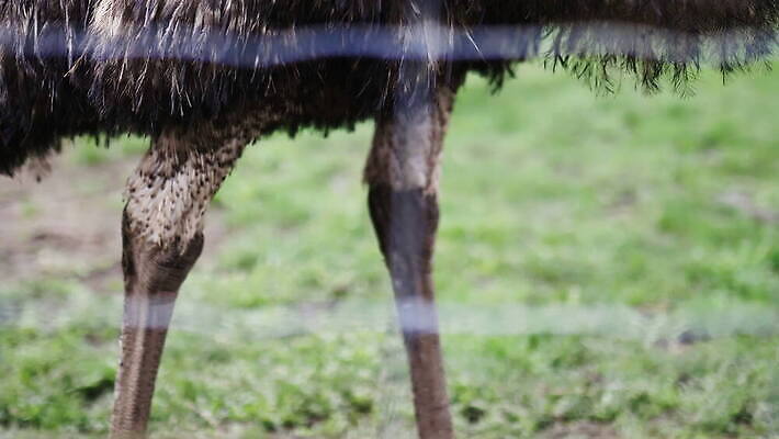 동물 응시 야생동물 백그라운드 밭 농업 자연 조류 영국 잉글랜드 사람없음 야외 목재 울타리 농장 머리 환경 금속 시골 깃털 먼지 진흙 밭일 절정 목가 배선 4K MOV 해외동영상 클립영상 나무 시선 유럽 산업 재료 재질 신체부위 담장 한자 생태계 동영상 파일형식