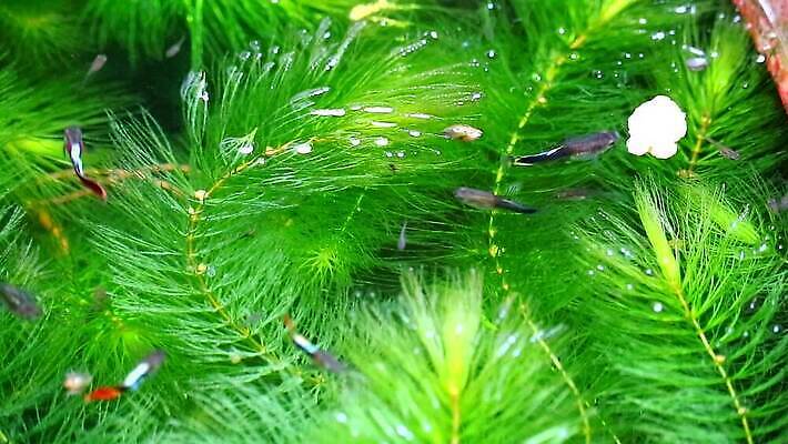 동물 디자인 드레스 여자 남자 바다 컬러 백그라운드 이동 어류 취미 사람없음 장식 빨간색 물 파란색 반려동물 치마 유행 검은색 수중 수영 희망 신선 고급 우아함 공작 작음 피부 꼬리 탱크 수족관 강렬 고립 기르기 깊이 민물 수유 MP4 해외동영상 클립영상 자연요소 옷 감정 컨셉 조류 하의 사람 신체부위 수중동물 수상스포츠 크기 동영상 돌봄 파일형식