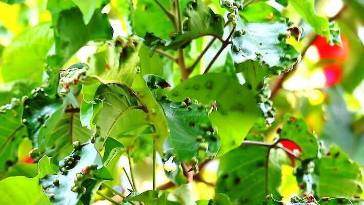 모양 식물 컬러 백그라운드 잎 패턴 과일 자연 표면 사람없음 초록색 스터디 환경 봄 손상 점 해충 그늘 묘사 유기농 질감 생물학 감염 국산 내추럴 이국적 증상 해로움 흉터 MP4 해외동영상 클립영상 웰빙 계절 교육 컨셉 무늬 학습 벌레 상처 생태계 동영상 파일형식