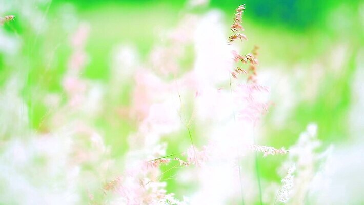 식물 계절 공원 꽃 백그라운드 잎 겨울 밭 자연 하늘 바람 산 씨앗 사람없음 야외 초록색 파란색 농장 갈색 환경 정원 벚꽃 흰색 나뭇가지 시골 신선 잡초 숲 언덕 그네 내추럴 사탕수수 MP4 해외동영상 클립영상 자연요소 나무 공공시설 컬러 농업 날씨 생태계 동영상 파일형식