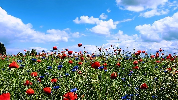 식물 계절 꽃잎 꽃 컬러 백그라운드 잎 꽃무늬 밭 농업 자연 하늘 바람 사람없음 야외 빨간색 초록색 파란색 컬러풀 햇빛 노란색 맑음 봄 벚꽃 시골 신선 개화 허브 흔들림 양귀비 수레국화 4K MOV 해외동영상 클립영상 자연요소 산업 무늬 모션 날씨 태양 생태계 동영상 파일형식