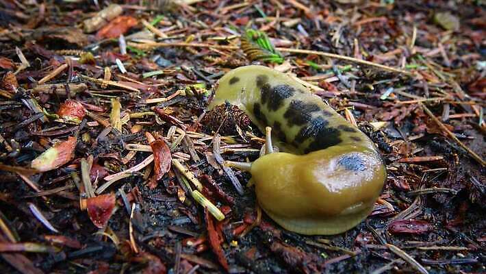 동물 공원 야생동물 올림픽 자연 사람없음 갈색 노란색 미국 숲 큼 열대우림 태평양 기어가기 민달팽이 워싱턴 전국 끈적임 4K MP4 해외동영상 클립영상 공공시설 스포츠 바다 컬러 북아메리카 모션 크기 생태계 동영상 파일형식 달팽이_동물