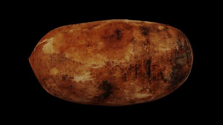 모델 음식 백그라운드 채소 실내 육류 사람없음 가로 농작물 3D 검은색 고리 횡단보도 달콤 자르기 오브젝트 회전 만들기 뿌리 고립 돌리기 무한 스캔 완벽 진짜 페루 현실 디테일 MP4 해외동영상 클립영상 컬러 컨셉 농업 식재료 모션 내부 남아메리카 보행로 맛 디지털합성 동영상 파일형식