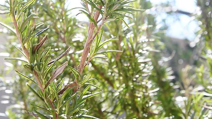 식물 잎 자연 건강 사람없음 치료 초록색 약 정원 이탈리아 중세 차 약초 지중해 허브 향신료 매움 부드러움 향 로즈메리 조제 내추럴 돌봄 수녀원 세련 4K MOV 해외동영상 클립영상 유럽 음료 바다 컬러 의학 모션 풀_식물 감각 역사 맛 생태계 만들기 동영상 향미료 파일형식