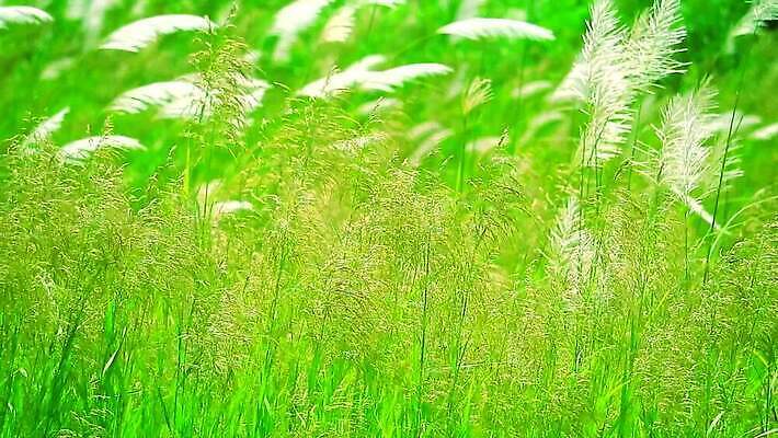 식물 계절 공원 꽃 백그라운드 잎 겨울 밭 자연 하늘 바람 산 씨앗 사람없음 야외 초록색 파란색 농장 갈색 환경 정원 벚꽃 흰색 나뭇가지 시골 신선 잡초 숲 언덕 그네 내추럴 사탕수수 MP4 해외동영상 클립영상 자연요소 나무 공공시설 컬러 농업 날씨 생태계 동영상 파일형식