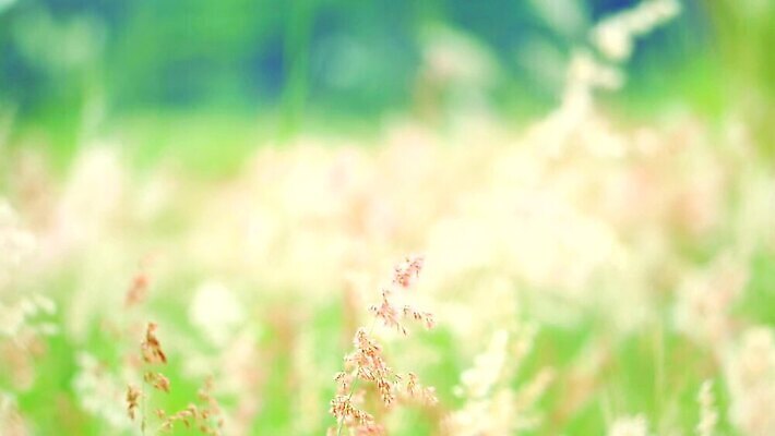 식물 계절 공원 꽃 백그라운드 잎 겨울 밭 자연 하늘 바람 산 씨앗 사람없음 야외 초록색 파란색 농장 갈색 환경 정원 벚꽃 흰색 나뭇가지 시골 신선 잡초 숲 언덕 그네 내추럴 사탕수수 MP4 해외동영상 클립영상 자연요소 나무 공공시설 컬러 농업 날씨 생태계 동영상 파일형식