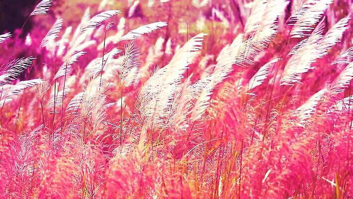 식물 계절 공원 꽃 백그라운드 잎 겨울 밭 자연 하늘 바람 산 씨앗 사람없음 야외 초록색 파란색 농장 갈색 환경 정원 벚꽃 흰색 나뭇가지 시골 신선 잡초 숲 언덕 그네 내추럴 사탕수수 MP4 해외동영상 클립영상 자연요소 나무 공공시설 컬러 농업 날씨 생태계 동영상 파일형식
