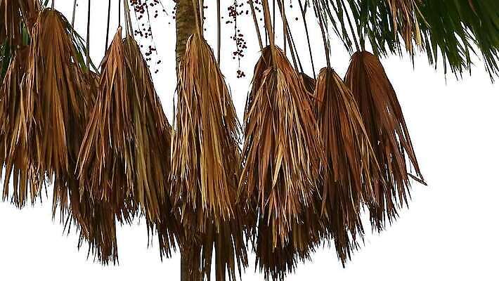 식물 디자인 공원 벽 백그라운드 잎 패턴 건축양식 자연 벽지 하늘 지붕 주택 건조 손바닥 사람없음 야외 목재 장식 갈색 노란색 우주 환경 정원 수확 부채 가시 보호 설탕 묘사 그네 질감 밀짚 내추럴 그런지 볏집 원예사 MP4 해외동영상 클립영상 나무 직업 손 공공시설 건축 컬러 컨셉 무늬 농업 재료 건물 짚 생태계 동영상 파일형식