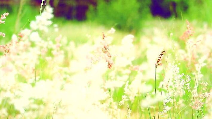 식물 계절 공원 꽃 백그라운드 잎 겨울 밭 자연 하늘 바람 산 씨앗 사람없음 야외 초록색 파란색 농장 갈색 환경 정원 벚꽃 흰색 나뭇가지 시골 신선 잡초 숲 언덕 그네 내추럴 사탕수수 MP4 해외동영상 클립영상 자연요소 나무 공공시설 컬러 농업 날씨 생태계 동영상 파일형식