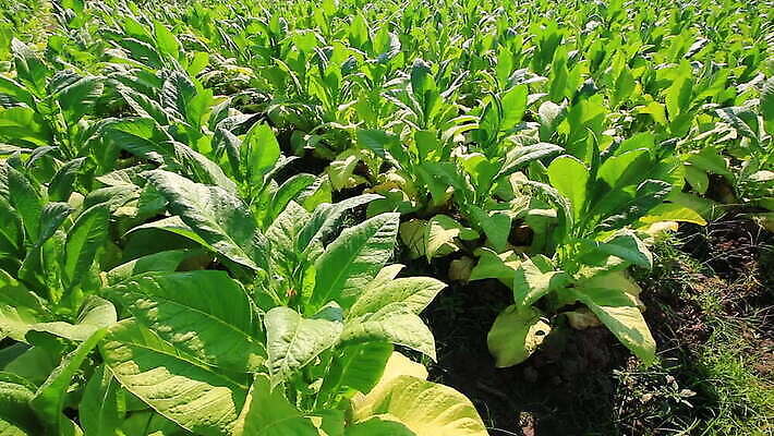 식물 산업 아시아 줄기 잎 밭 농업 태국 자연 바람 담배 풍경 사람없음 초록색 농작물 농장 농경지 정원 흙 수확 성장 시골 농부 불기 땅 흔들림 국자 날것 점토 내추럴 거름 밭일 줄서기 세련 MOV 해외동영상 클립영상 자연요소 직업 나라 컬러 모션 주방용품 날씨 생태계 동영상 파일형식