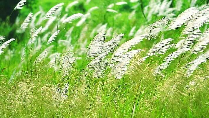 식물 계절 공원 꽃 백그라운드 잎 겨울 밭 자연 하늘 바람 산 씨앗 사람없음 야외 초록색 파란색 농장 갈색 환경 정원 벚꽃 흰색 나뭇가지 시골 신선 잡초 숲 언덕 그네 내추럴 사탕수수 MP4 해외동영상 클립영상 자연요소 나무 공공시설 컬러 농업 날씨 생태계 동영상 파일형식