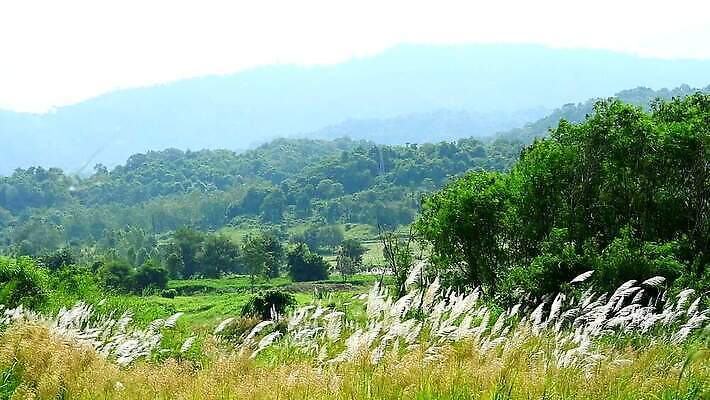 식물 계절 공원 꽃 백그라운드 잎 겨울 밭 자연 하늘 바람 산 씨앗 사람없음 야외 초록색 파란색 농장 갈색 환경 정원 벚꽃 흰색 나뭇가지 시골 신선 잡초 숲 언덕 그네 내추럴 사탕수수 MP4 해외동영상 클립영상 자연요소 나무 공공시설 컬러 농업 날씨 생태계 동영상 파일형식