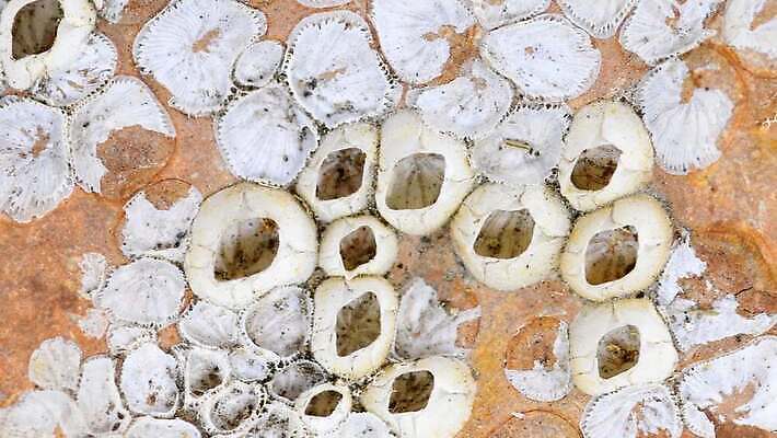 동물 야생동물 유적 사람없음 껍질 흰색 죽음 발트해 4K MOV 해외동영상 클립영상 전통 바다 컬러 북유럽 동영상 파일형식