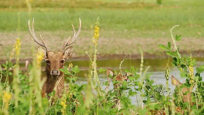 동물 계절 야생동물 밭 농업 포유류 자연 산 뿔 동양인 사람없음 야외 농장 갈색 머리 환경 달러 정원 맑음 가축 봄 시골 황무지 선탠 군중 방목 언덕 꼬리 사냥 서식지 내추럴 동물상 아기사슴 암사슴 찰과상 많음 4K MP4 해외동영상 클립영상 산업 새끼 컬러 컨셉 돈 날씨 사슴 사람 인종 신체부위 조형물 축산업 상처 암컷 생태계 동영상 파일형식