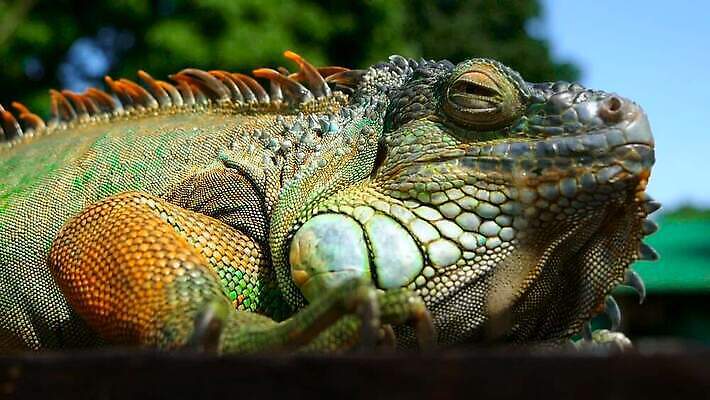 나무 동물 척추동물 1 응시 얼굴 야생동물 컬러 포즈 백그라운드 신체 파충류 자연 저울 사람없음 야외 초록색 여름 반려동물 컬러풀 태양 머리 환경 미국 활발 용 피부 묘사 싱글 도마뱀 육식동물 이구아나 스파이크 고립 동물상 이국적 오싹 MOV 해외동영상 클립영상 자연요소 식물 시선 계절 컨셉 북아메리카 신체부위 조형물 생태계 동영상 파일형식