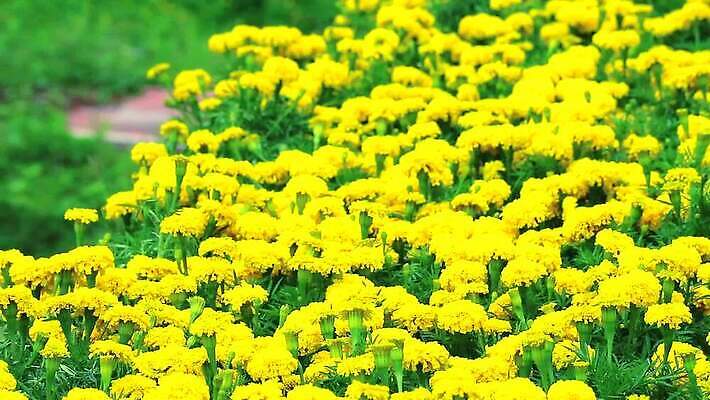 식물 꽃 아시아 문화 백그라운드 자연 동양인 사람없음 장식 초록색 컬러풀 노란색 머리 정원 봄 활발 성장 개화 인도인 원예 내추럴 아즈텍 MP4 해외동영상 클립영상 외국인 계절 나라 컬러 컨셉 인종 취미 신체부위 생태계 동영상 파일형식