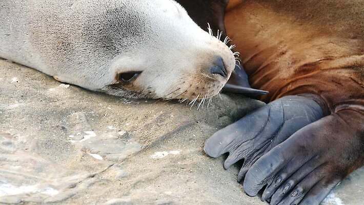 새끼 가족 관계 엄마 친절 사랑 사람없음 청춘 미국 아기 행운 달콤 보호 군중 생태계 캘리포니아 돌봄 산티아고 영양분 4K MP4 해외동영상 클립영상 동물 감정 컨셉 북아메리카 모션 사람 맛 동영상 파일형식